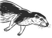 Zoo Otter small.GIF (3995 bytes)